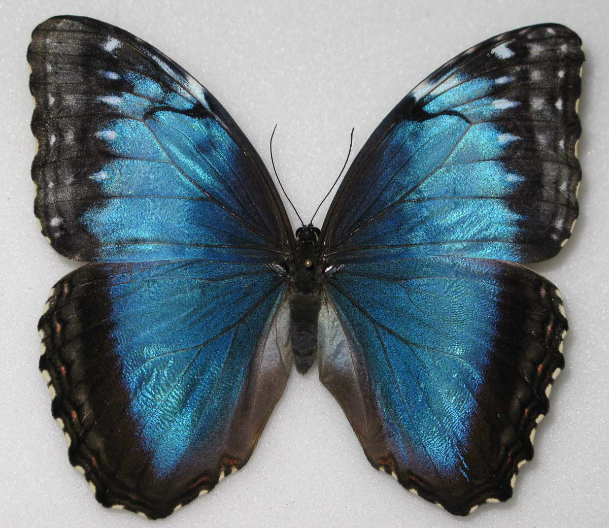 Morpho helenor narcissus MOSAIC GYNANDROMORPH Female (Internet Image property of respective owner, non-commercial use only)